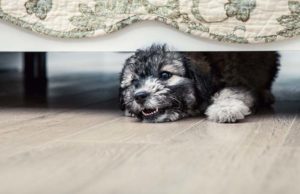 Study: Dogs’ Fear and Aggression Can Be Genetic Study - Dogs Fear and Aggression Can Be Genetic