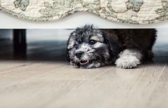 Study: Dogs’ Fear and Aggression Can Be Genetic Study - Dogs Fear and Aggression Can Be Genetic