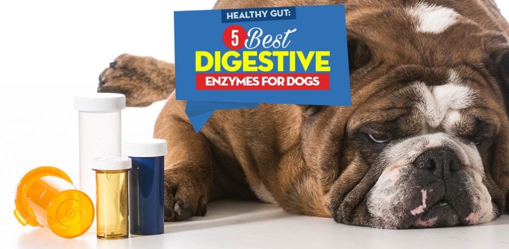5 Best Digestive Enzymes for Dogs (2020 Review) Solve Digestion Issues
