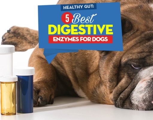 Top 5 Best Digestive Enzymes for Dogs The 5 Best Digestive Enzymes for Dogs