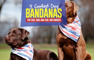 Top 5 Best Dog Bandanas The 5 Best Dog Bandanas