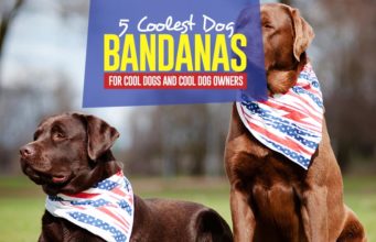 Top 5 Best Dog Bandanas The 5 Best Dog Bandanas