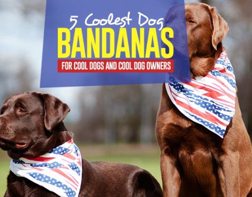 Top 5 Best Dog Bandanas The 5 Best Dog Bandanas