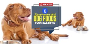 Image showcasing Best Dog Food for Mastiffs: Top 10 Vet-Recommended Brands