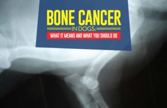 Bone Cancer in Dogs: What It Means for Your Dog and What to Do The Bone Cancer in Dogs
