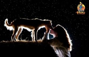 TOP #28: The Healing Power of Dogs The Healing Power of Dogs