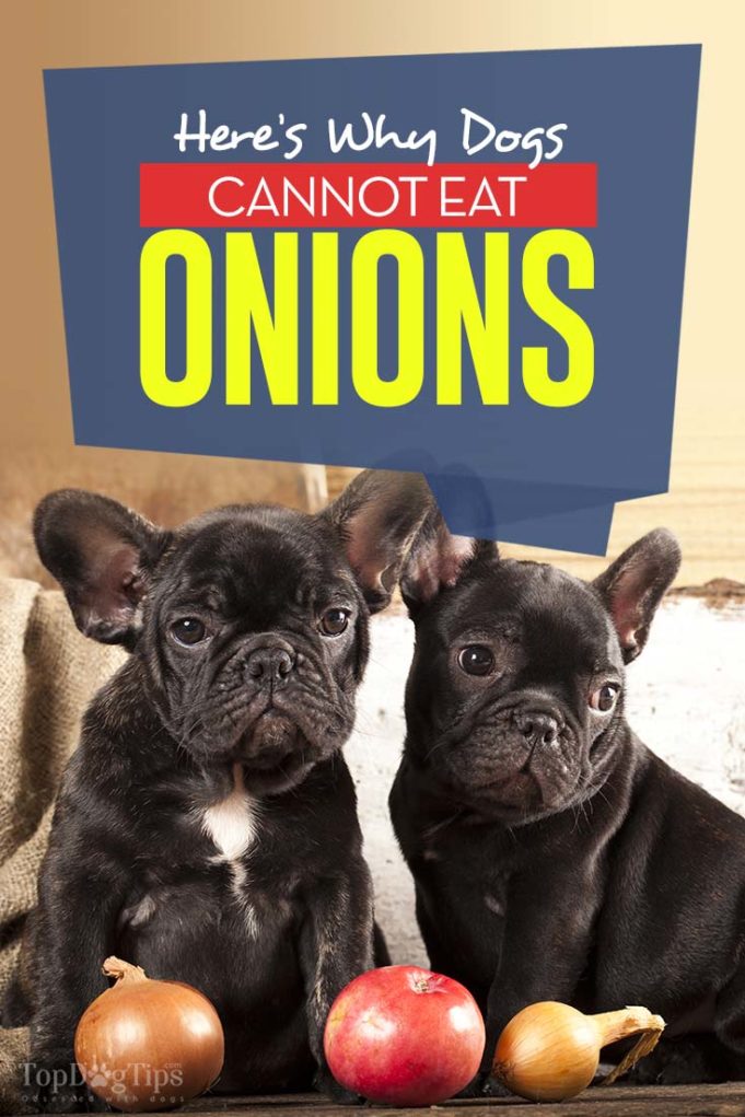 Can Dogs Eat Onions or Are Onions Bad for Dogs, and Why?