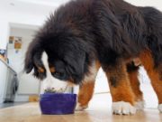 Top 10 Best Large Breed Dog Food Brands Top 10 Best Large Breed Dog Foods featured image