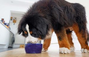 Top 10 Best Large Breed Dog Food Brands Top 10 Best Large Breed Dog Foods featured image