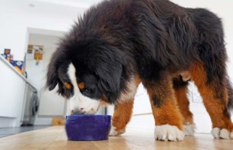 Top 10 Best Large Breed Dog Food Brands Top 10 Best Large Breed Dog Foods featured image