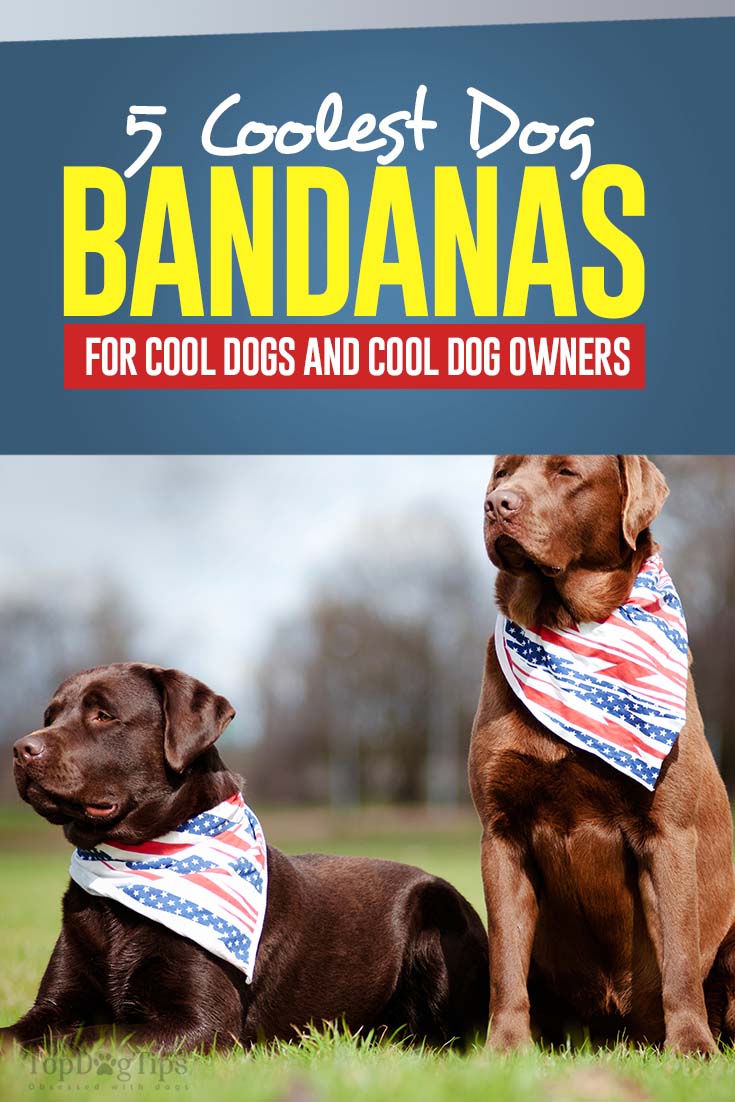 male dog bandanas