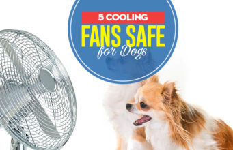 The Best Dog Cooling Fans for Home Top 5 Best Dog Cooling Fans for Home
