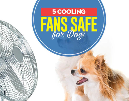 The Best Dog Cooling Fans for Home Top 5 Best Dog Cooling Fans for Home