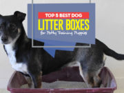 Top 5 Best Dog Litter Boxes Top 5 Best Dog Litter Boxes for Potty Training Puppies