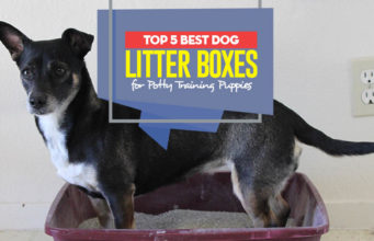 Top 5 Best Dog Litter Boxes Top 5 Best Dog Litter Boxes for Potty Training Puppies