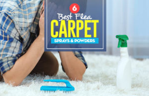 Top 6 Best Flea Carpet Sprays & Powders Top 6 Best Flea Carpet Sprays & Powders