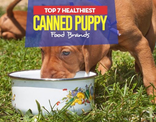 Top 7 Best Canned Puppy Food Brands Top 7 Best Canned Puppy Foods