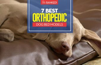 The Best Orthopedic Dog Beds Top 7 Best Orthopedic Dog Bed Models