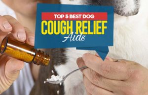 5 Best Dog Cough Relief Aids Top Best Dog Cough Relief Aids