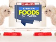 10 Best Dog Foods for Maltese: Brands Recommended by Vets Top Best Dog Food for Maltese