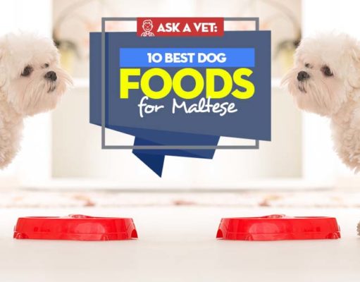 10 Best Dog Foods for Maltese: Brands Recommended by Vets Top Best Dog Food for Maltese