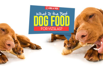 Best Dog Food for Vizsla: 9 Vet-Recommended Brands Top Best Dog Foods for Vizsla