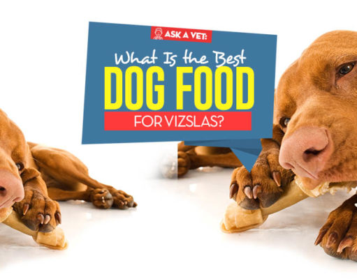 Best Dog Food for Vizsla: 9 Vet-Recommended Brands Top Best Dog Foods for Vizsla