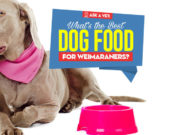Best Dog Food for Weimaraners: 9 Vet-Recommended Brands Top Best Dog Foods for Weimaraners featured image