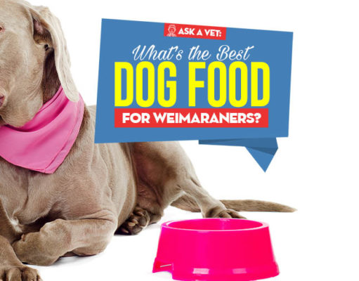 Best Dog Food for Weimaraners: 9 Vet-Recommended Brands Top Best Dog Foods for Weimaraners featured image