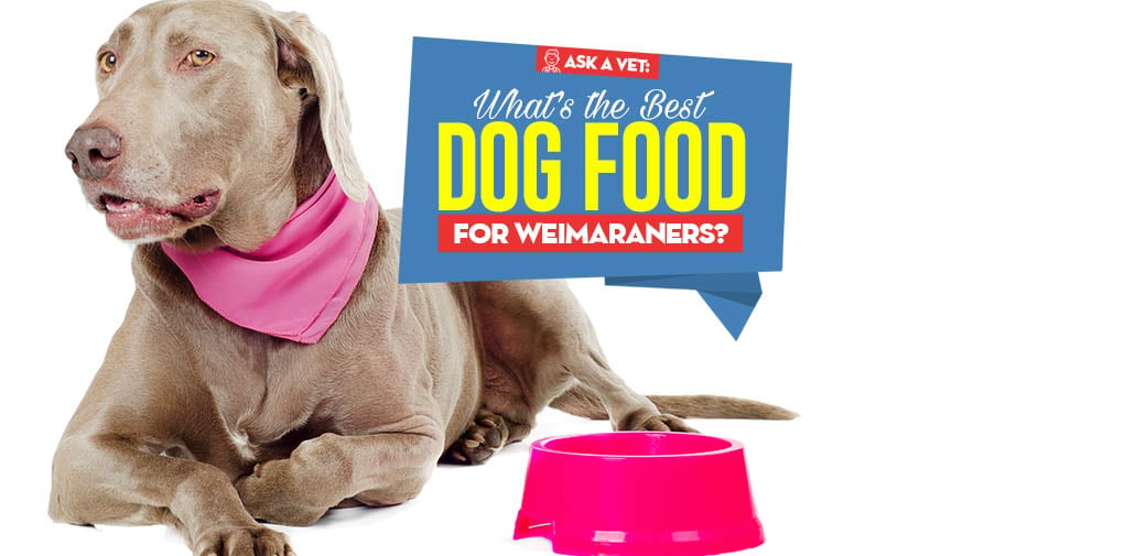 Best dry dog on sale food for weimaraners