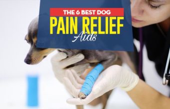 6 Best Pain Relief Meds For Dogs Top Best Dog Pain Relief Aids