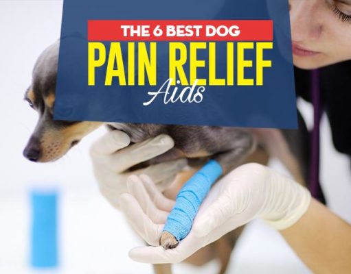 6 Best Pain Relief Meds For Dogs Top Best Dog Pain Relief Aids