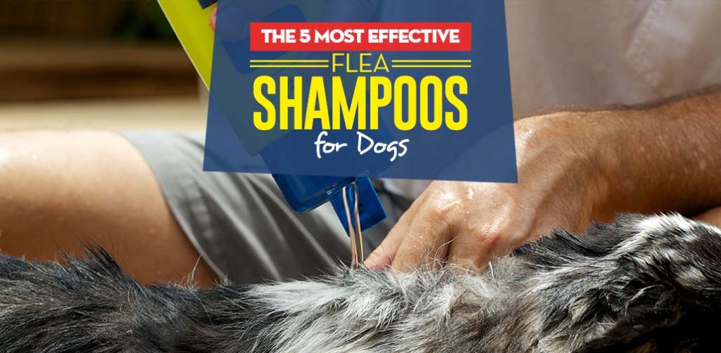 The Best Flea Shampoo for Dogs (Safe, Effective Brands)