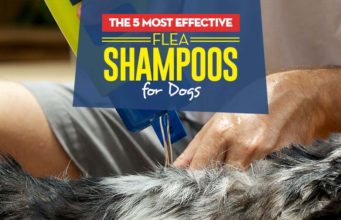 The Best Flea Shampoos for Dogs Top Best Flea Shampoos for Dogs