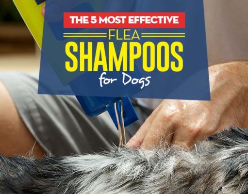 The Best Flea Shampoos for Dogs Top Best Flea Shampoos for Dogs