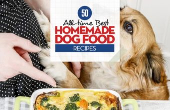 50 Best Homemade Dog Food Recipes Top Best Homemade Dog Food Recipes
