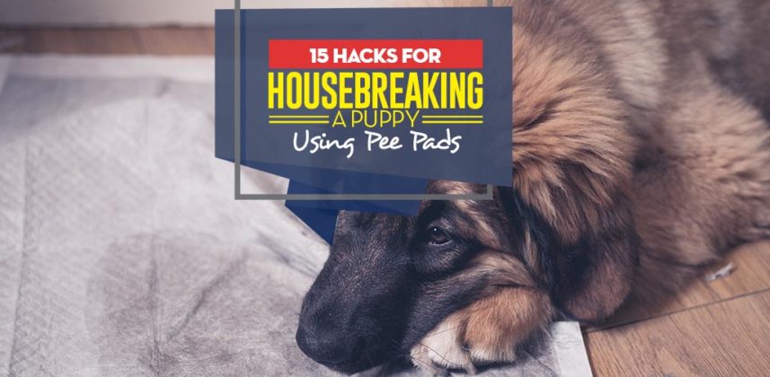 View of 15 Tips on How to Housebreak a Puppy at Home (Using Pee Pads)