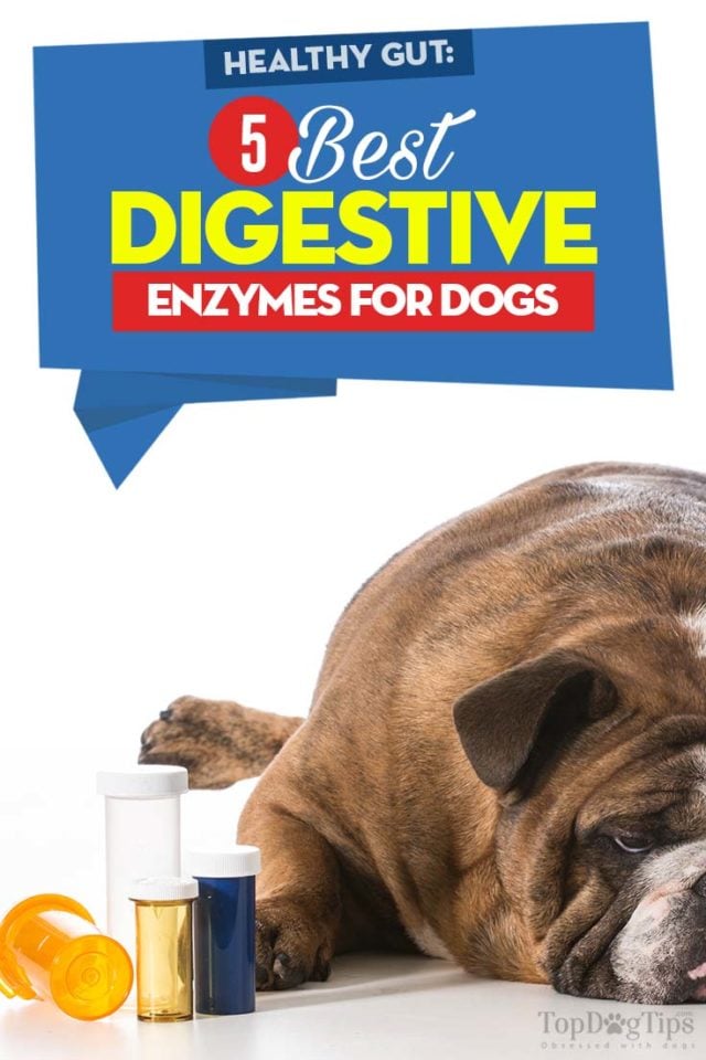 5 Best Digestive Enzymes for Dogs (2020 Review) Solve Digestion Issues