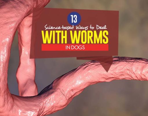 13 Science-Based Ways to Deal with Worms in Dogs Top Science-based Ways to Deal With Worms in Dogs