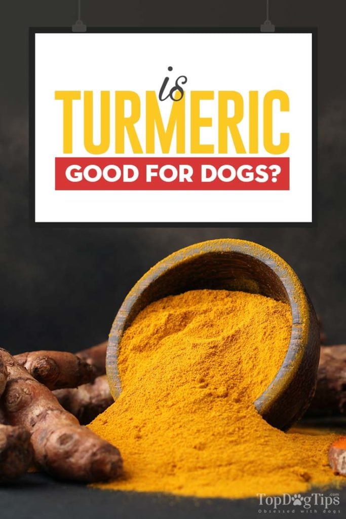 Turmeric for Dogs 101 Can Dogs Eat Turmeric and What