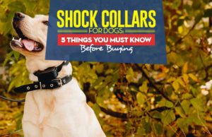 Shock Collar for Dogs: 5 Things You MUST Know Before Buying Shock Collars What Are Shock Collar for Dogs