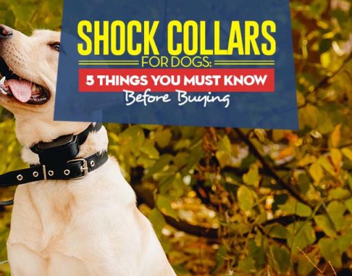 Shock Collar for Dogs: 5 Things You MUST Know Before Buying Shock Collars What Are Shock Collar for Dogs