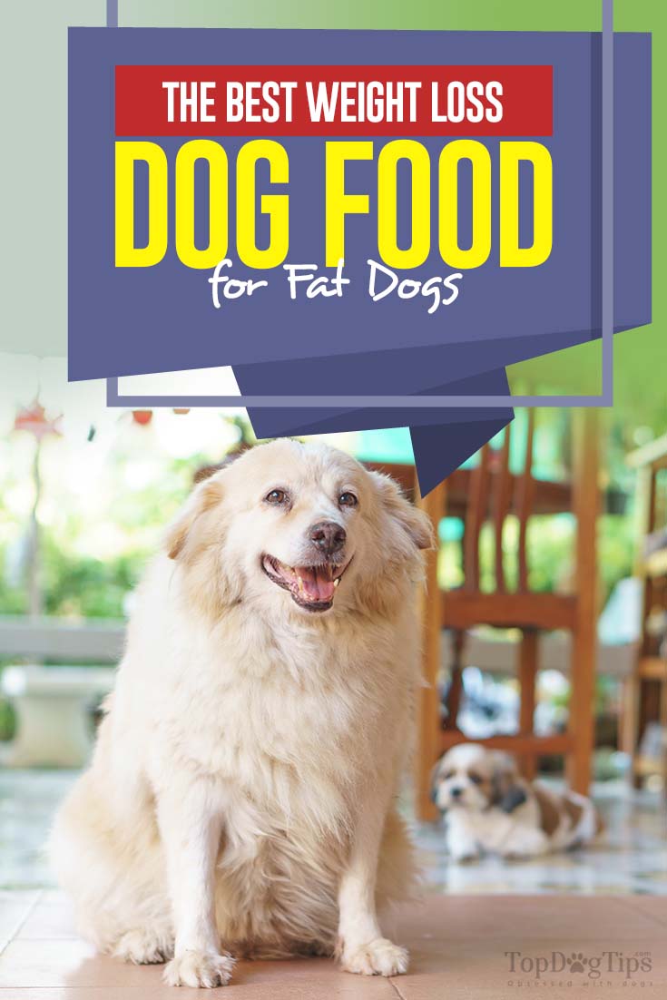 best diet dog food