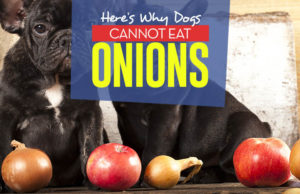 The Reason Dogs Cannot Eat Onions Whats the Reason Dogs Cannot Eat Onions