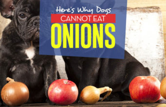 The Reason Dogs Cannot Eat Onions Whats the Reason Dogs Cannot Eat Onions