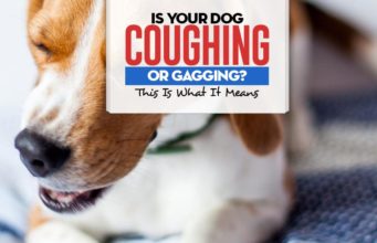 Dog Coughing and Gagging? What It Means and What You Can Do Why Is Your Dog Coughing and Gagging