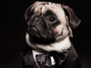 Woman Bought Pug a Tuxedo With Stolen Government Money Woman Bought Pug a Tuxedo With Stolen Government Money