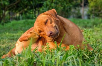 Best Flea Pills for Dogs: 7 Safest and Effective Oral Flea Treatments best flea pills for dogs