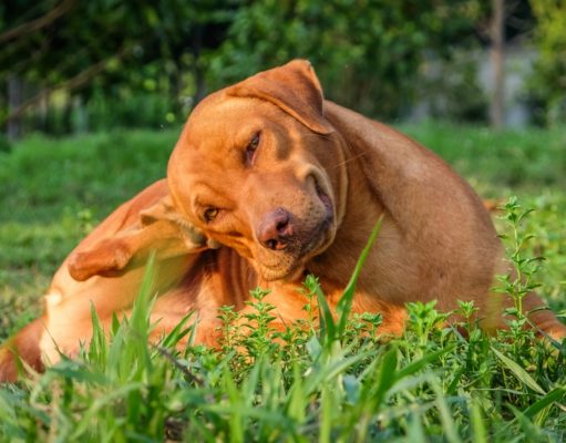 Best Flea Pills for Dogs: 7 Best Oral Flea Treatment best flea pills for dogs