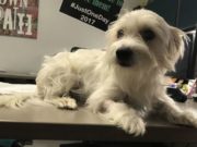 One Dog Saves Another With Blood Transfusion – And Yours Can Too One Dog Saves Another With Blood Transfusion – and Yours Can, Too